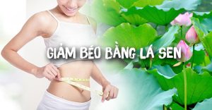 giảm cân bới lá sen có hiệu quả không