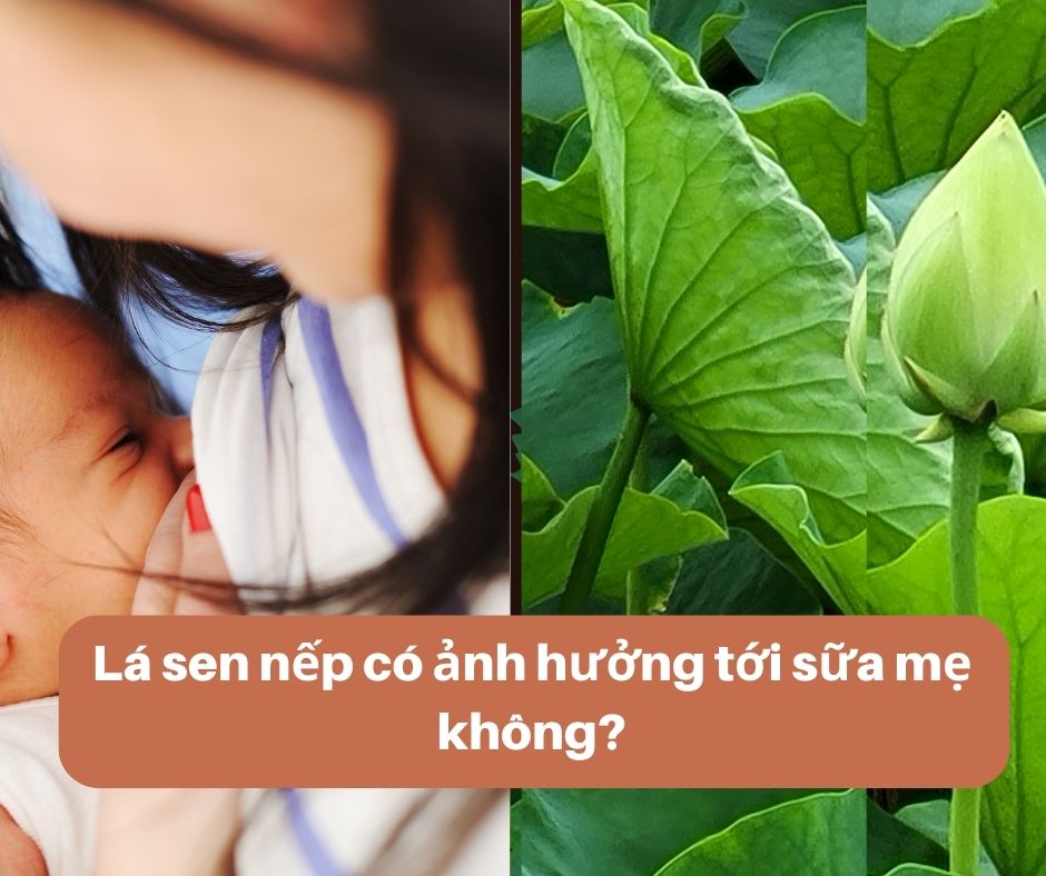 Lá sen nếp có thể sử dụng được cho mẹ bỉm đang nuôi con nhỏ 