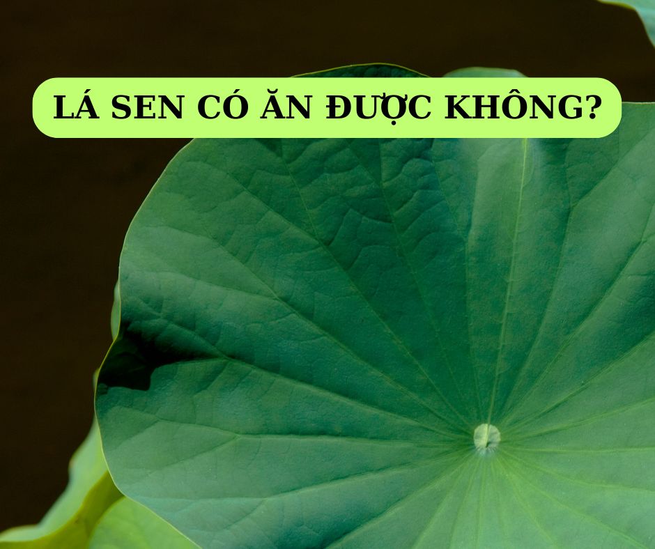 Lá sen không những có thể ăn được mà còn mang đến những lợi ích cho sức khỏe