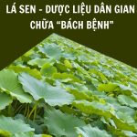 lá sen chứa thành phần có tác dụng trị bách bệnh