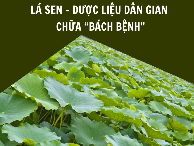 lá sen chứa thành phần có tác dụng trị bách bệnh