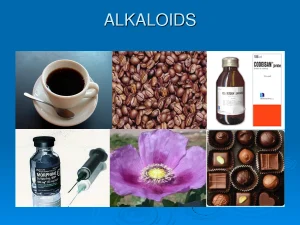 Alkaloids là gì