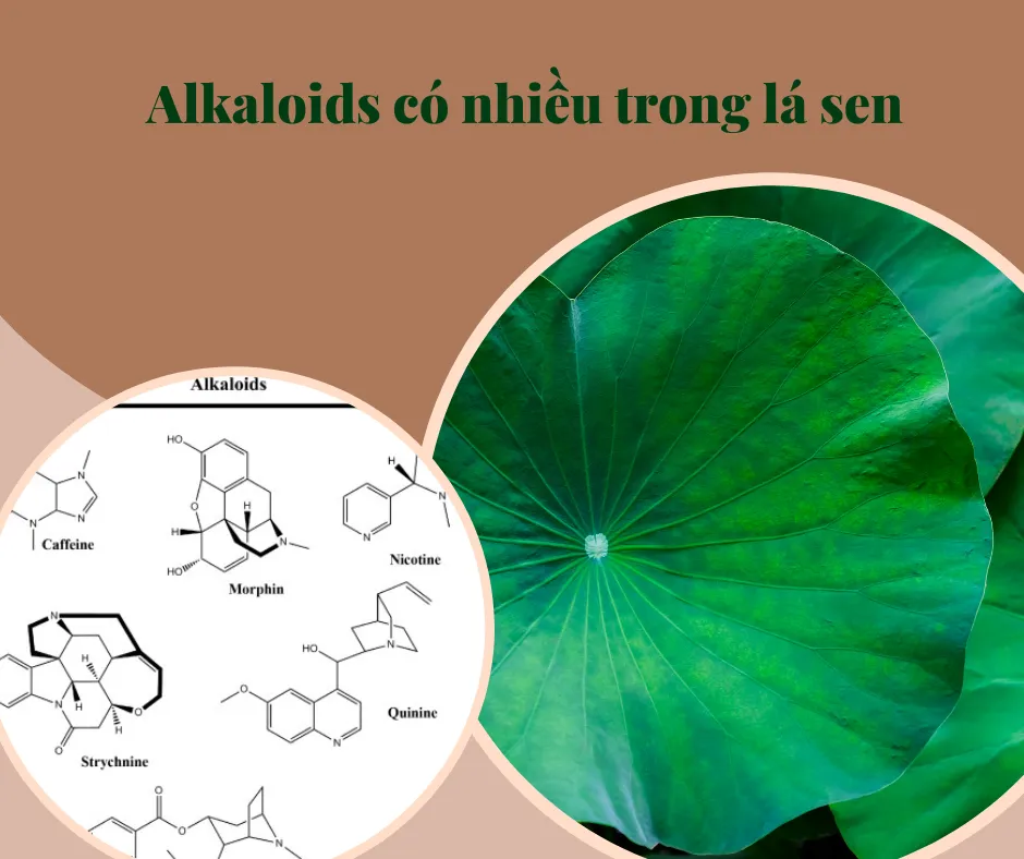 Hàm lượng Alkaloids có trong lá sen cao vượt trội hơn so với các dược liệu khác