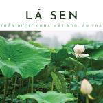 Lá sen an thần