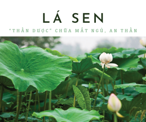 Lá sen an thần