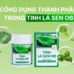 thành phần của Tinh Lá Sen OB bao gồm lá sen, cần tây, và trà xanh