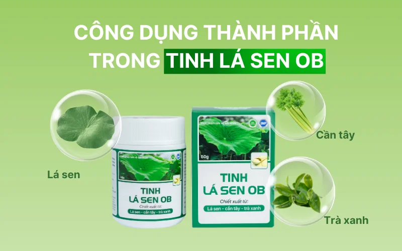 thành phần của Tinh Lá Sen OB bao gồm lá sen, cần tây, và trà xanh