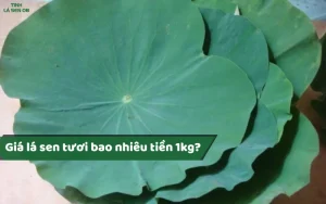 Giá lá sen tươi bao nhiêu tiền 1kg