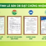 giấy chứng nhận tinh lá sen ob đạt chuẩn chất lượng